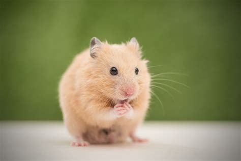 shamster|5 Most Popular Pet Hamsters